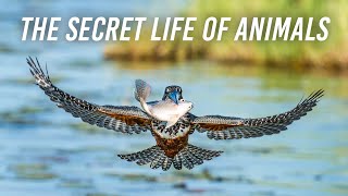 The Secret Life of Animals [upl. by Ailero]