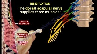 The Dorsal Scapular Nerve  Everything You Need To Know  Dr Nabil Ebraheim [upl. by Murvyn]