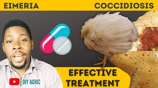 Coccidiosis  Brown and Bloody Poop  How to Treat Coccidiosis Symptoms in Chicken [upl. by Llerrac536]