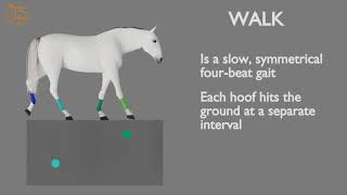 HORSE GAITS PART 01  WALK CYCLE ANALYSIS [upl. by Nirehs371]