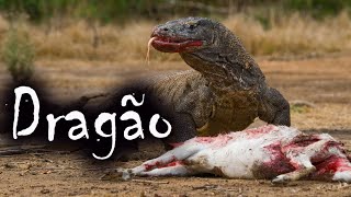 Dragão de Komodo Atacando  O Lagarto Gigante e suas Curiosidades [upl. by Bensky]