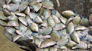 Fish Pond Harvest in Thiruvananthapuram Central Jail [upl. by Van]