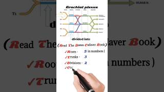 brachial plexus anatomy  brachial plexus mnemonic [upl. by Monahon]