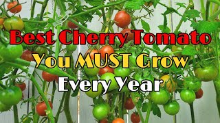 Best Cherry Tomato You MUST Grow Every Year  Highly Productive Cherry Tomato  Disease Resistant西红柿 [upl. by Avehs]