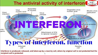 interferon production InterferonalphaIFNgamma Typesofinterferons بالعربى [upl. by Rickart]