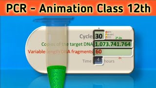 PCR  Polymerase Chain Reaction Animation  Class 12  Science vigyan [upl. by Kristine]