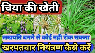 चिया की खेती खरपतवार नाशक harbicide मौथा घास को जड़ से खत्म करनेweed control in organic farming [upl. by Emmeline]