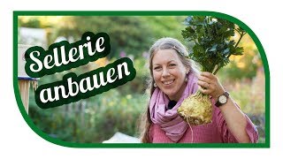 Sellerie erfolgreich anbauen 👩🏾‍🌾 Knollensellerie Monarch von der Aussaat bis zu Ernte [upl. by Vallie]