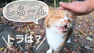 裏山へ迎えに来た父に日本語で話しだしそうな娘猫 [upl. by Nyrrad36]