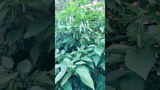 How exciting is this So many blooms on my Brugmansia ready to open brugmansia tropicals [upl. by Crary]