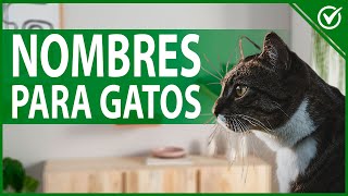 🐱 Nombres para Gatos Macho y Hembra con su Significado  Bonitos y Originales 🐱 [upl. by Tirma]