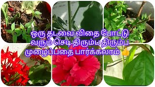 நம்ம கார்டனில் ஒரு தடவை விதை போட்டு வரும் செடி திரும்ப விதை போடாமலே வருவதை பார்க்கலாம் 👍💕☺️💐 [upl. by Brocky]