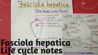 Fasciola hepatica  Life cycle full notes explain in hindi [upl. by Ruffi]