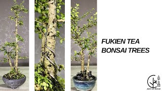 Bonsai Tutorial 2021  Fukien Tea Tree Bonsai Carmona Bonsai Tree 福建茶樹盆栽 [upl. by Illa]