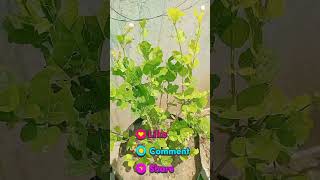 Arabian jasmine in my Garden  Arabian jasmine care tips and tricks kitchengardening [upl. by Ecyac]