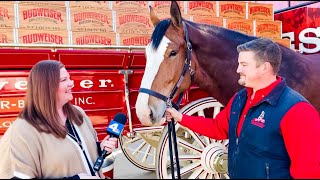 The Budweiser Clydesdales Help Pick the Super Bowl LVI Winner [upl. by Nnahtur]