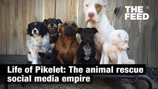 Life of Pikelet The animal rescue social media empire [upl. by Tima]