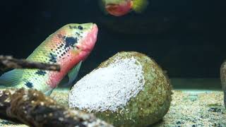 Wild Caught Hemichromis Fasciatus pair Lake Volta spawning [upl. by Attezi]