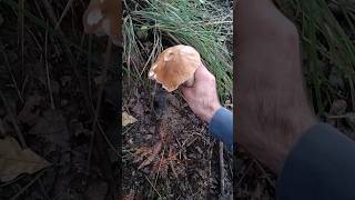 Boletus Edulis 2024🍄🍄🍄 [upl. by Ferd]