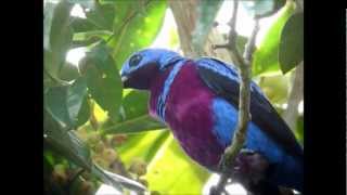 Banded CotingaCrejoáCotinga maculata [upl. by Aihpos]