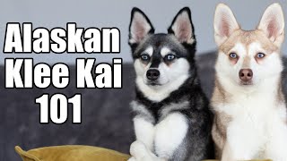 Alaskan Klee Kai 101 Ultimate guide to these mini huskies [upl. by Werdna]