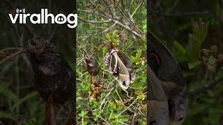 NewlyHatched Cecropia Moth  ViralHog [upl. by Martsen]