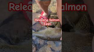 Releasing Salmon eggs fishing wildlife salmon asmr [upl. by Kynthia]