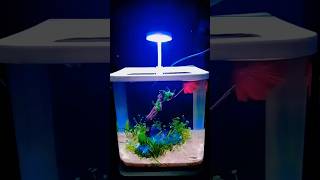 Betta breeding set up fish bettafishlove experiment femalebetta tamil bettafood fish [upl. by Releyks]