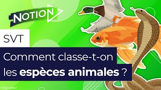 La classification des animaux comment ça marche [upl. by Folberth]