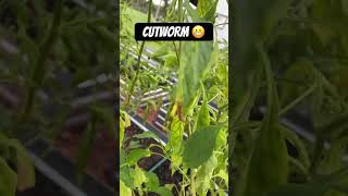 GARDEN PEST Cutworms [upl. by Vizzone]