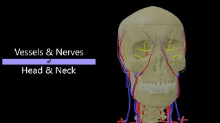 Nerves amp Vessels of Head amp Neck  3D Anatomy  Lecture class [upl. by Chanda292]