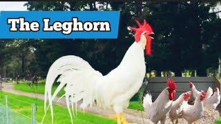 Leghorn Chickens  Why You Should Have Them [upl. by Noirda581]