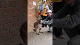 Ballarat WildLife Park Melbourne [upl. by Atniuq]