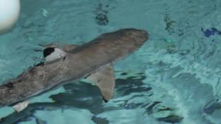 Shark Week Feeding Blacktip Reef Sharks [upl. by Josephine]