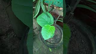 Leea macrophylla a medicinal plant used to reduce joint pain jointpain medicinal medicinales [upl. by Most]