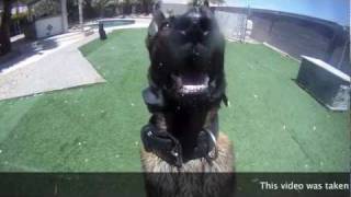 DOG BARKS IN YOUR FACE  Taken with GOPRO HERO HD CAMERA [upl. by Isolt]