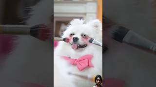 Have you seen Barbie funny nico funnyanimal dog funnydog barbie [upl. by Hesler]