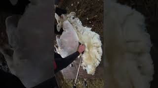 RAW shearing Feb 4  Texel ewe sheep shearing shearingday wool dji actioncamera [upl. by Carolyne]