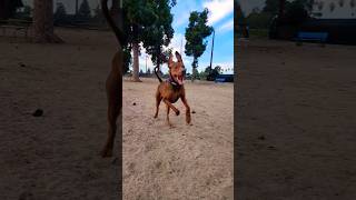 HalfSpeed Vizsla is Still Incredibly Fast Shadow will outjog most other dogs [upl. by Brear]