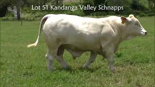 Lot 51 Kandanga Valley Schnapps  Charbray  Sells 20th January 2024 [upl. by Mosby]