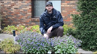 Can You Spot the Difference Pulmonaria Comparison  Walters Gardens [upl. by Bellda]