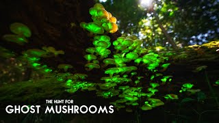 The Hunt for Ghost Mushrooms Bioluminescent Fungi [upl. by Ellehcam]