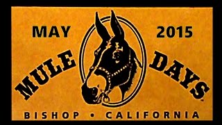 MULE DAYS BISHOP CA 2015 [upl. by Elletse]