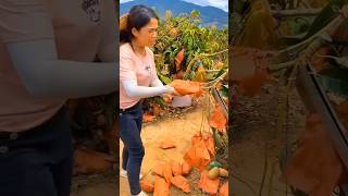 Lots of ripe mangoes🥭🥭harvesting sweet mangoes from farmshorts satisfying fruit [upl. by Nayrb42]