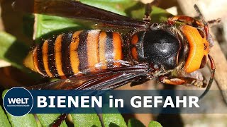 AGGRESSIVE INSEKTEN Mörderhornissen in den USA  Gefahr für Bienen und Menschen [upl. by Grantland406]