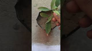 Litchi plant grow from seeds update 🌱😊Jugadu Gardeningshorts [upl. by Normie]