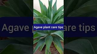 Agave Plant Care Tips shortd viral [upl. by Kemble666]