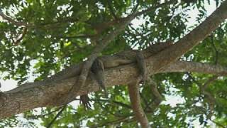 Crocodiles Can Climb Trees Researchers In Climbing Study Observed [upl. by Yuille]