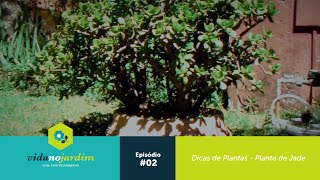 Dicas de Plantas  Planta de Jade [upl. by Tarra323]