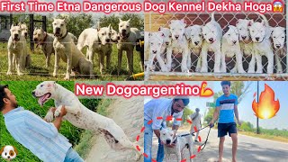 Dogoargentino Kennel Par Gye🐶New Dogoargentino Dog Le Aaye🔥Biggest And Most Dangerous Kennel😰 [upl. by Niowtna450]